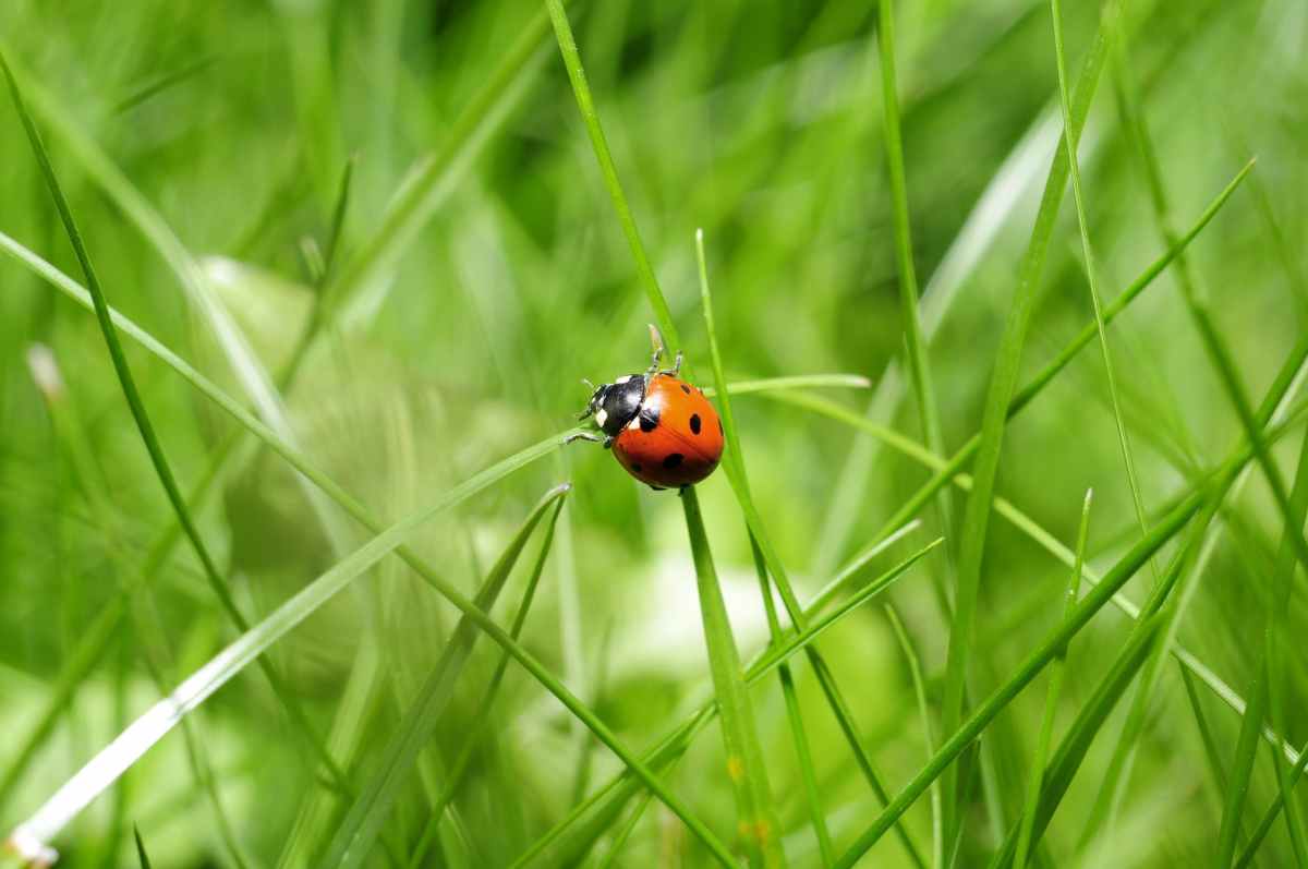 nature insect ladybug bug